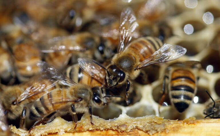Aggressive swarm of bees kills 3 dogs in Arizona