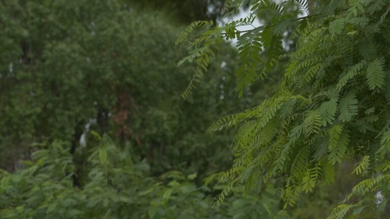 Chandler tree inventory